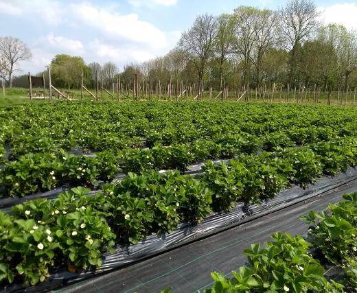 foto zelfpluktuin