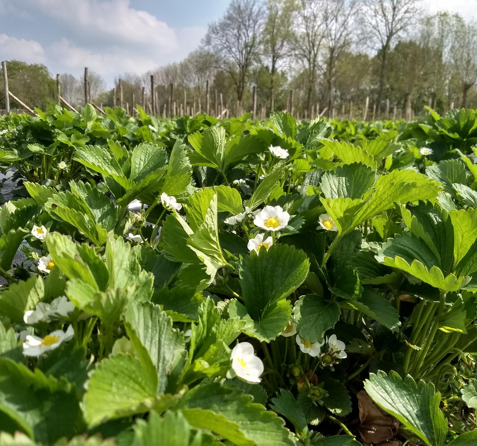 foto planten aardbei