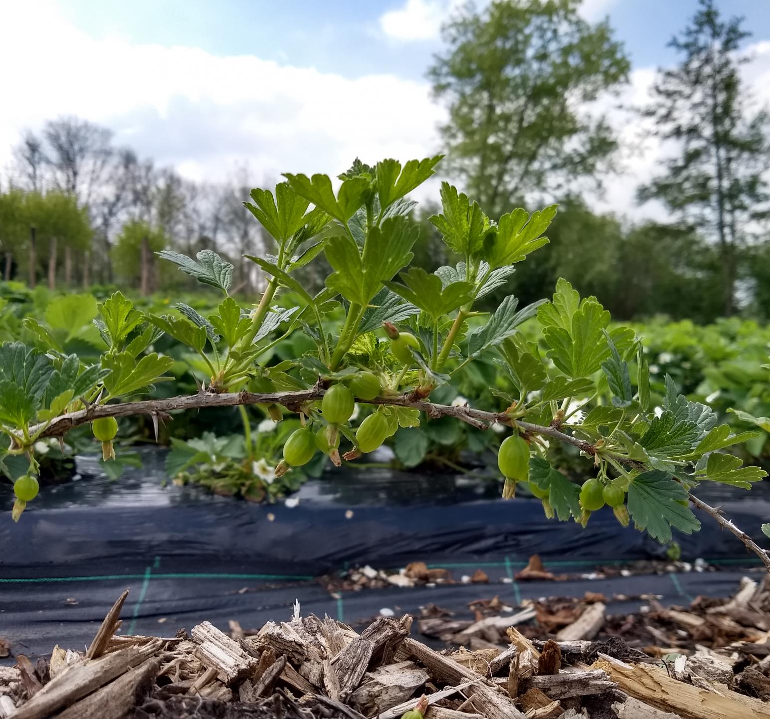 foto plant stekelbes