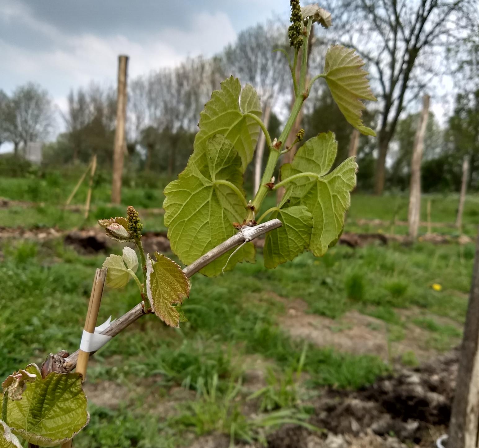 Foto plant druiven