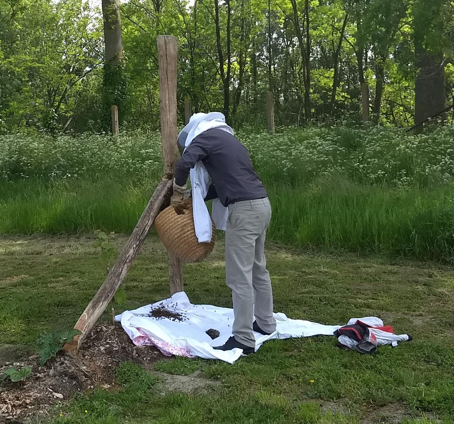 de imker vangt het bijenvolk op in een bijenkorf