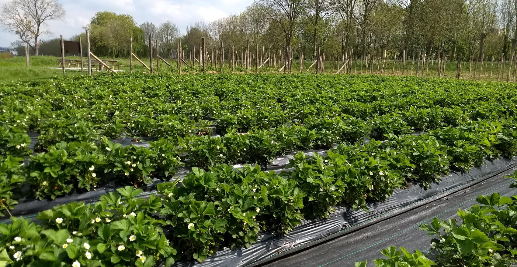 foto zelfpluktuin